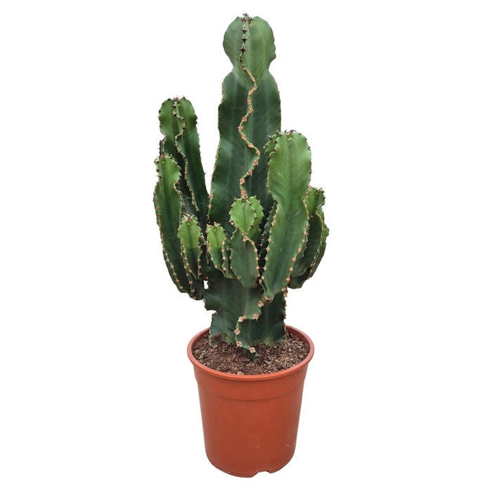 <h4>Euphorbia abyssinica</h4>