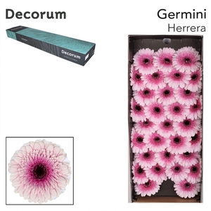 Germini Herrera Doos