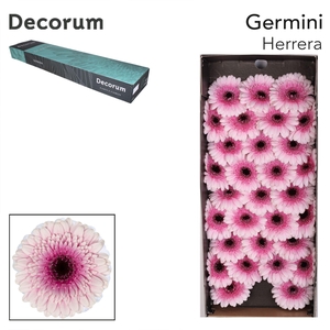 Germini Herrera Doos