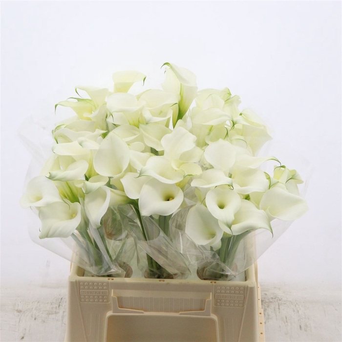 Calla Pure Art