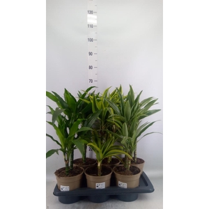 Dracaena fr de   ...mix