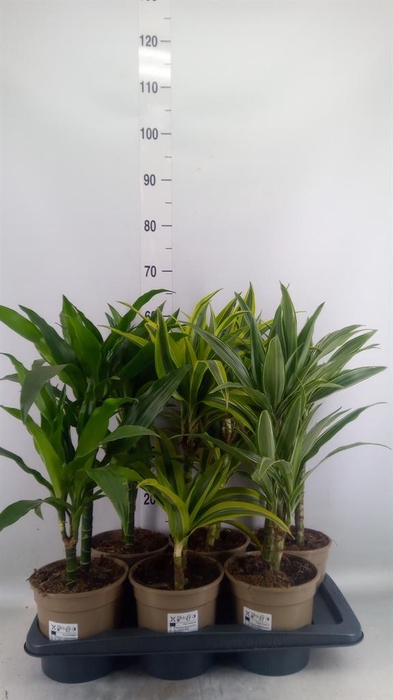 <h4>Dracaena fr de ...mix</h4>