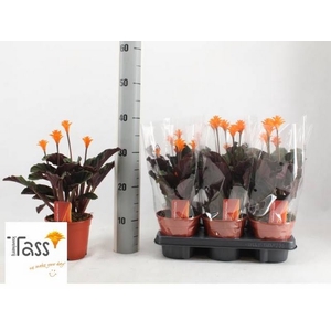 Calathea Crocata 3+