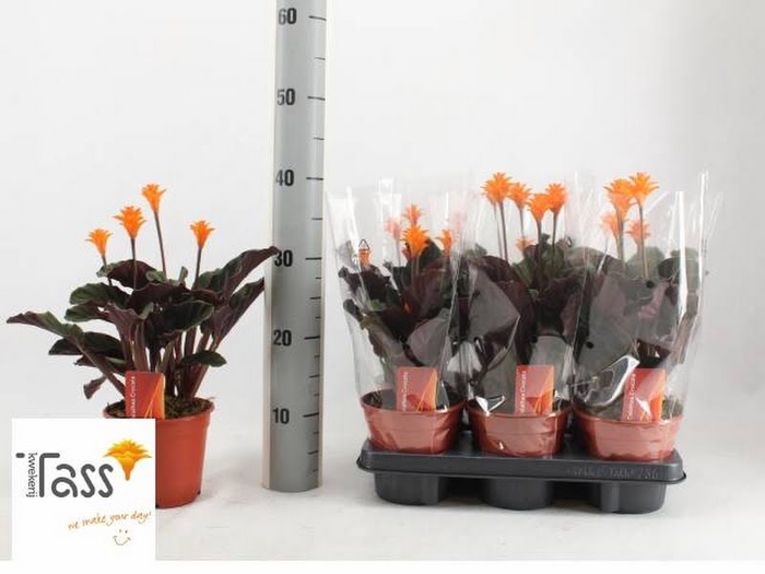 Calathea Crocata 3+