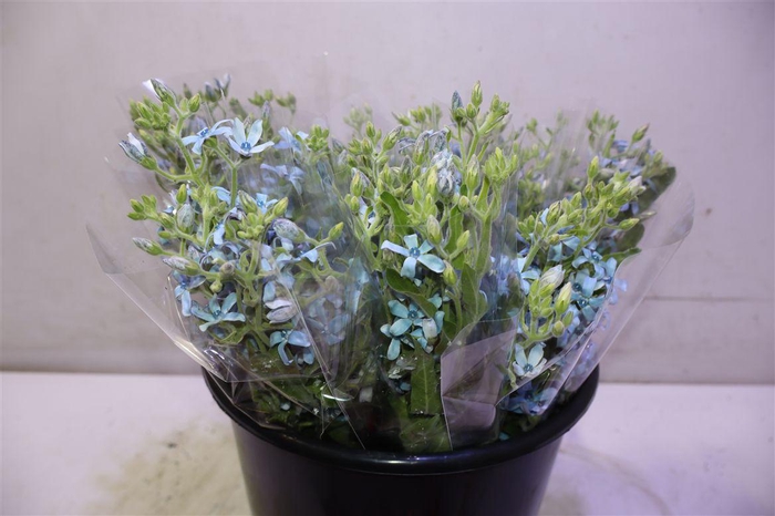 <h4>Oxy Co Heavenborn X5</h4>