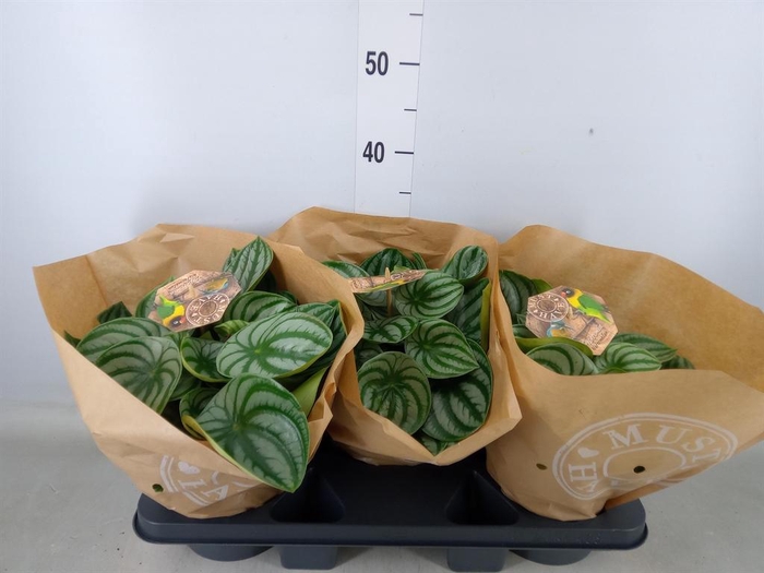 <h4>Peperomia argyreia</h4>