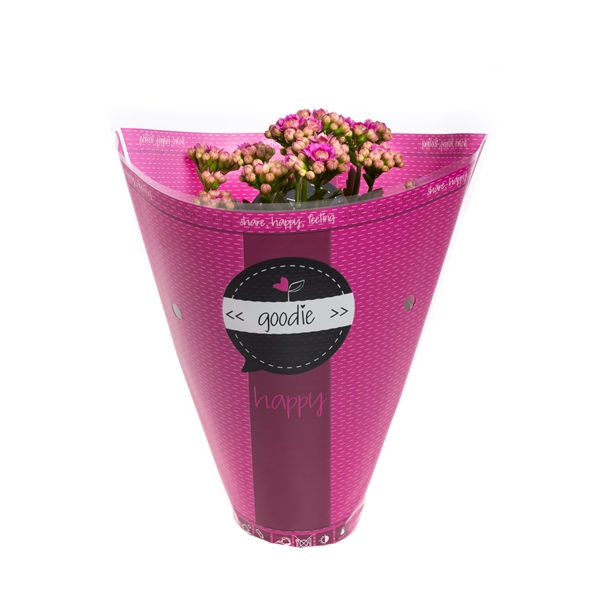 <h4>Kalanchoe gevuldbl. Rose Flowers Goodie Purple</h4>