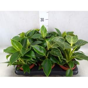 Philodendron   ...