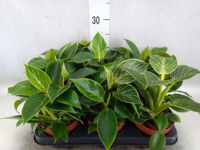 <h4>Philodendron   ...</h4>