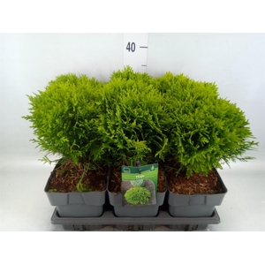 Thuja occid. 'Danica'