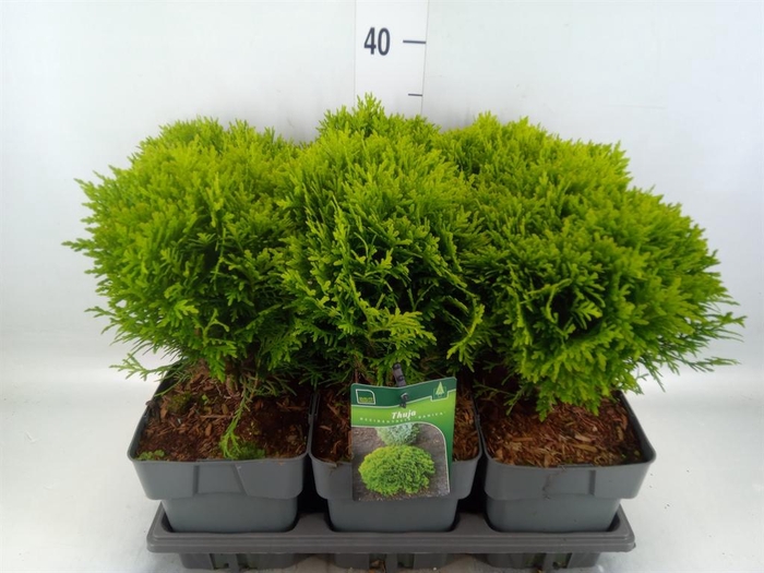 <h4>Thuja occid. 'Danica'</h4>