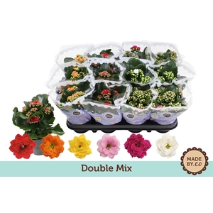 Kalanchoë Double Mix