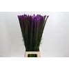 Liatris Callilepis