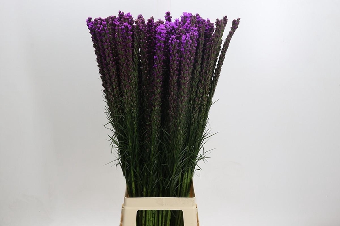 <h4>Liatris Callilepis</h4>