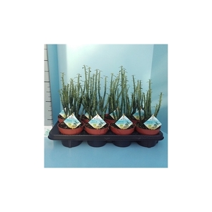 Bio Euphorbia phosphorea 305-PH13