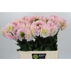 Dahlia Sweet Nathalie