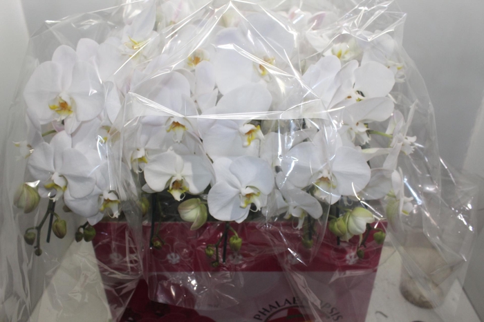 <h4>PHALAENOPSIS CASCATA P15 BRANCO 3 HT</h4>