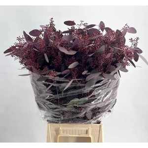 Euc. Populus Grain A1 Absorbed Red