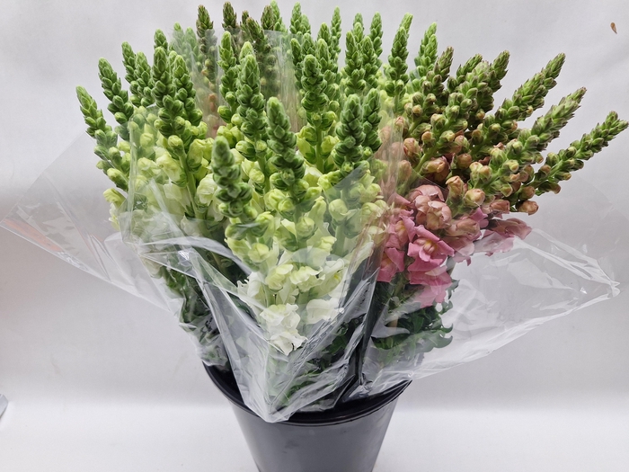 <h4>Mono Leeuwenbek wit en roze</h4>