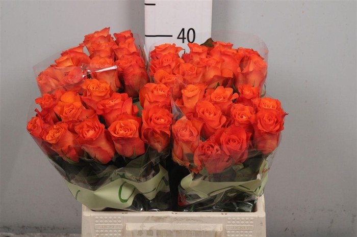 <h4>R Gr Orange Wave</h4>