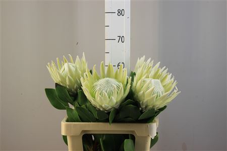 <h4>Protea King ( Cynarodes) White</h4>