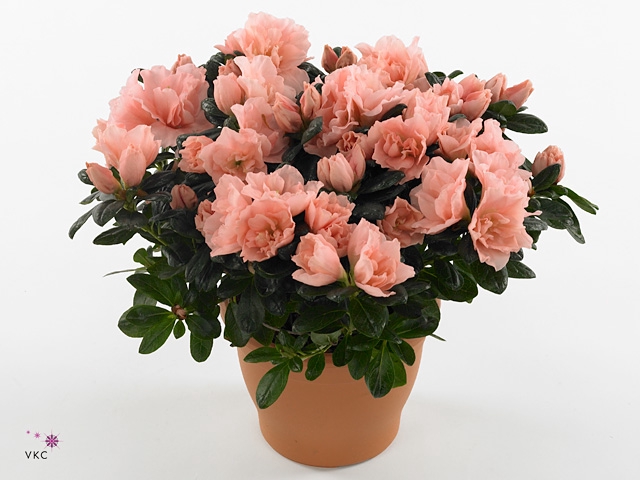 Rhododendron sim. 'Hor Chris Matto'