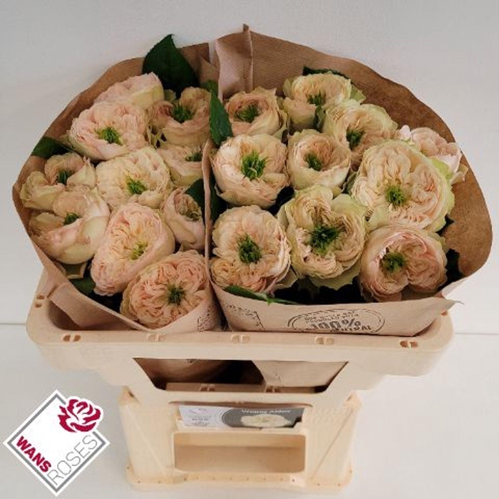 <h4>ROSA GR 'WHITBY ABBEY'</h4>