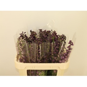 DELPH DU P LILAC SEN