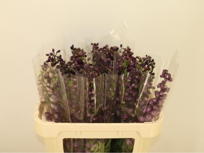<h4>DELPH DU P LILAC SEN</h4>