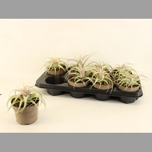 TILLANDSIA XEROGRAPH