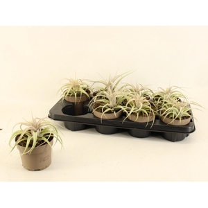 TILLANDSIA XEROGRAPH