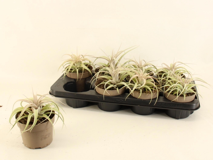 <h4>TILLANDSIA XEROGRAPH</h4>