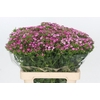 Dianthus Br Amazon Rose Magic
