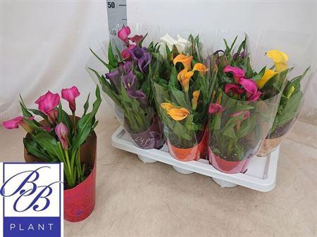 <h4>Zant Gem 4+</h4>