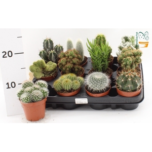 CACTUS GEM