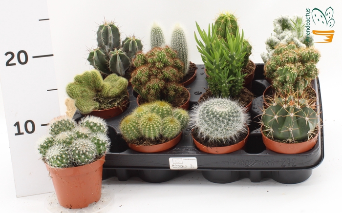 <h4>CACTUS GEM</h4>