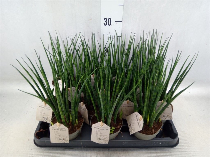 <h4>Sansevieria  'Fernwood'</h4>