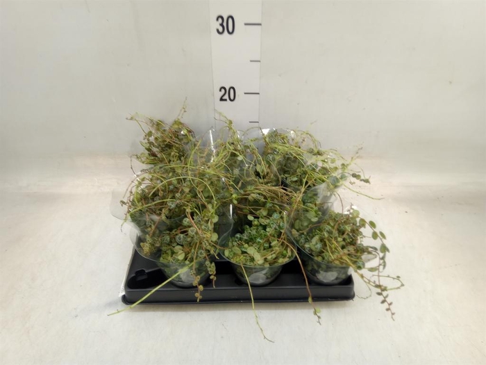 <h4>Peperomia pros.</h4>