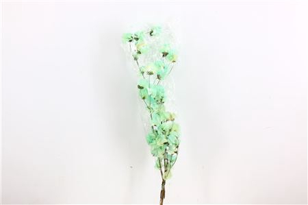 <h4>Dried Bougainvillea X5 55cm Turquoise Bunch</h4>