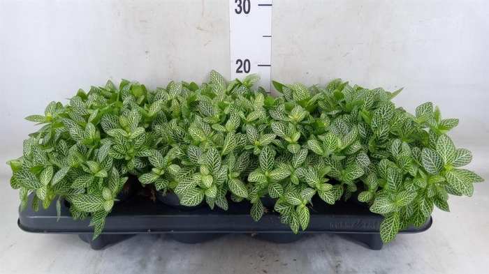 <h4>Fittonia verschaf.</h4>