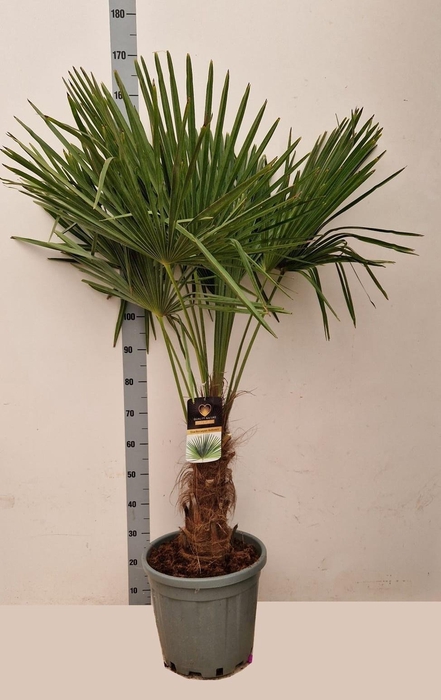 <h4>TRACHYC FORTUNEI</h4>