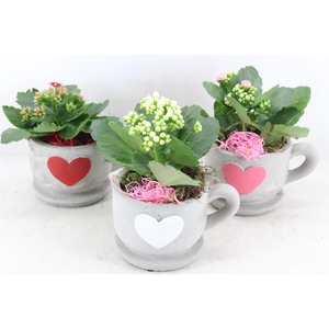 Arr2 Js - Ker. Hart Kop/schotel X6 - Mix