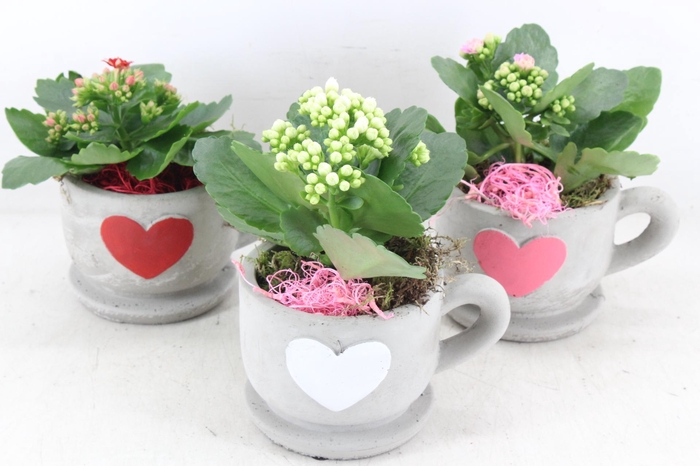 <h4>arr2 JS - Ker. hart kop/schotel x6 - mix</h4>