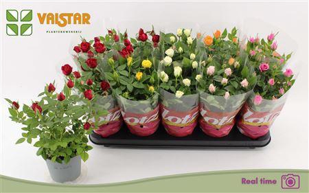 <h4>Rosa 12 Cm Lotz Of Roses Jewel Mix</h4>