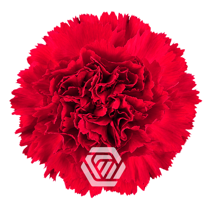 <h4>CARNATION MARTE RED Tessa</h4>