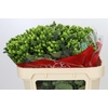 Hypericum Jungle Romance Spray