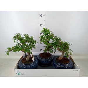 Bonsai   ...mix