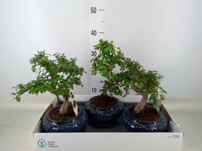 <h4>Bonsai ...mix</h4>