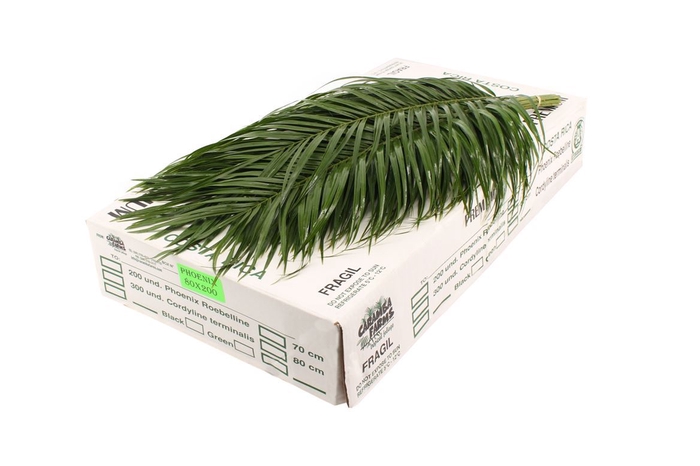 DEC.PHOENIX 60cm