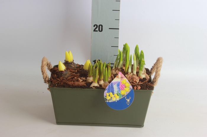 <h4>ARR BOL KNOLGEWAS</h4>